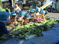 5歳児が土づくりで野菜をちぎっている写真です。
