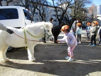 リトルホースに干し草をあげている様子の写真