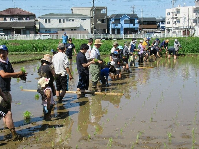 田植えの写真