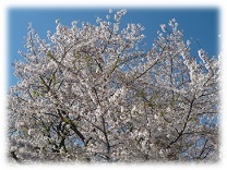 満開の桜の写真