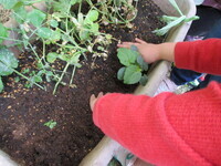 オクラの苗を植えている写真