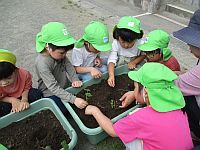 4歳児クラスの子どもたちが野菜を植えている写真