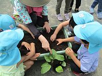 5歳児が野菜の苗を植えているところ