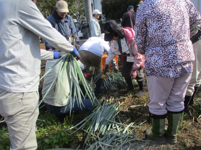 ネギを収穫している写真