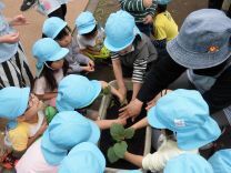 写真：苗植え5