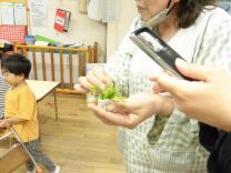 写真:青虫の卵