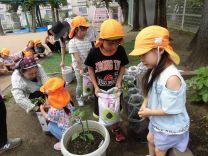 写真：さつまいもの苗植え5