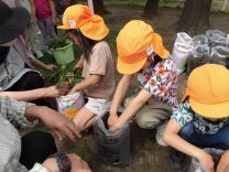 写真：さつまいもの苗植え2