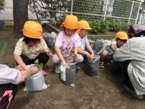 写真：さつまいもの苗植え3