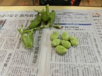 写真：そらまめさやむき7