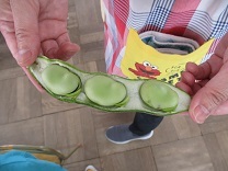 そらまめの写真