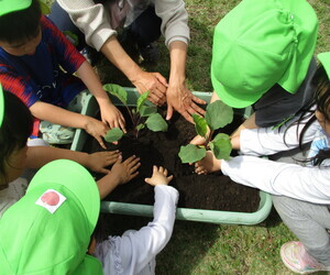 年長児が野菜を植えている写真