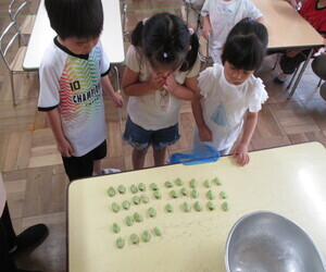 そら豆を並べている写真