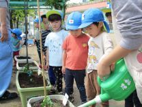 写真:夏野菜苗植え6