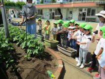 写真:夏野菜苗植え9