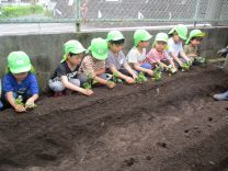 写真:サツマイモの苗植え2