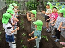 写真:サツマイモの苗植え5