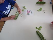 写真:そら豆のさやむき6