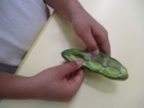 写真:そら豆のさやむき3