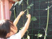 写真：野菜の収穫3
