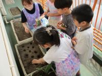 種まきの写真です。