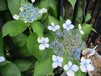写真:紫陽花