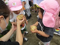 写真:芋ほり5