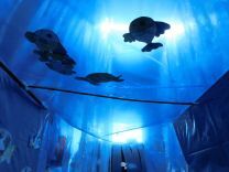 写真:水族館4