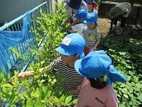 写真:ブルーベリー摘み2