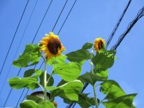 写真:ひまわり1
