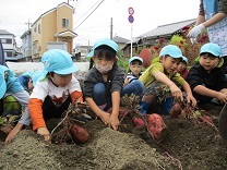 さつまいも掘りをする写真