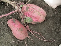 さつまいもの写真