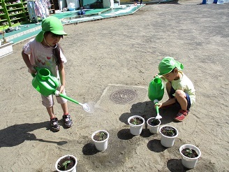 5歳児らいおん組が菊の苗植えをしている様子の写真