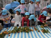 写真:ミカン狩り5