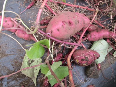 収穫後のさつまいもの写真