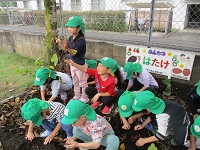 さつまいもを掘っている様子の写真