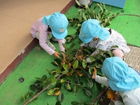 4歳児クラスの子が柿もぎをする様子