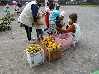 柿を収穫して箱に入れている写真です。