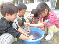 5歳児が芋をあらっている