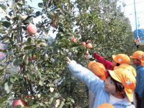 写真：りんご狩り2