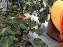 写真：りんご狩り3