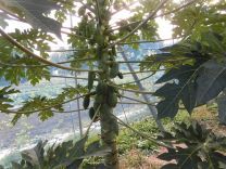 写真：りんご狩り4