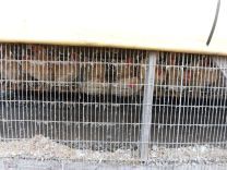 写真：りんご狩り5