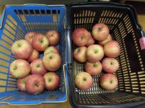 写真：りんご狩り6