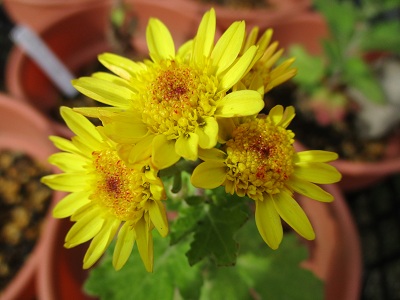 育てた菊の写真