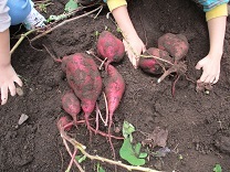 写真：芋掘り2