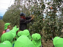 写真：りんご摘み2