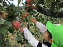 写真：りんご摘み3
