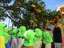 写真：みかん狩り