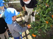 写真：みかん狩り11